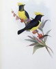 Sultan Tit John Gould Poster Print - Item # VARSAL900139703
