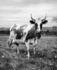Cow standing in a field Poster Print - Item # VARSAL25530059