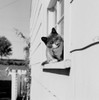 Cat sitting on windowsill Poster Print