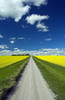 Country Road With Blooming Canola Fields On Both Sides, Tiger Hills, Manitoba PosterPrint - Item # VARDPI2039917