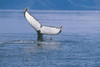 View Of A Humpback Whale Fluke In Frederick Sound, Tongass National Forest, Southeast Alaska, Summer PosterPrint - Item # VARDPI2170576