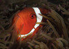 Spinecheek anemonefish, head view, Gorontalo, Indonesia Poster Print - Item # VARPSTSJN400417U