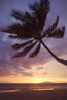 Hawaii, Maui, Kihei, Palm Tree Over The Beach At Sunset. PosterPrint - Item # VARDPI1991732
