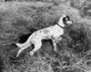 High angle view of an English Setter walking in grass Poster Print - Item # VARSAL25529455