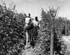 Farmer walking behind a plow pulled by a horse Poster Print - Item # VARSAL25530674