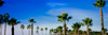 Palm trees near the beach, Santa Barbara, California, USA Poster Print - Item # VARPPI164951