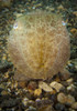 Broadclub cuttlefish, head on view, Gorontalo, Indonesia Poster Print - Item # VARPSTSJN400372U