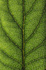 Closeup Of A Leaf PosterPrint - Item # VARDPI1784145