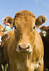 Beef Cattle, Tiger Hills, Manitoba PosterPrint - Item # VARDPI2039649