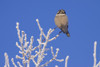 Hawk Owl Perched On Hoarfrosted Branches Near Girdwood On A Below Zero Degree Day In Winter, Southcentral, Alaska PosterPrint - Item # VARDPI2094068
