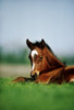 Thoroughbred Foal, Ireland PosterPrint - Item # VARDPI1812566