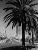 USA  California  Los Angeles  Wilshire Boulevard shopping district Poster Print - Item # VARSAL255424117