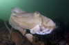 Full body view of a broadclub cuttlefish amongst a reef in green water, Komodo National Park, Indonesia Poster Print - Item # VARPSTSJN400667U