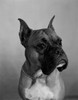 Boxer dog Poster Print - Item # VARSAL255423440