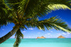 Hawaii, Oahu, Lanikai, Palm Tree Foreground, With Mokulua Islands Background, Sailboat In Turquoise Waters. PosterPrint - Item # VARDPI2002871