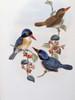 Black Faced Kingfisher John Gould Poster Print - Item # VARSAL900139682