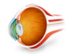 Anatomy of human eye, perspective Poster Print - Item # VARPSTSTK700538H
