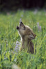 Wolf Puppy Howling In Mountain Meadow Poster Print (8 x 10) - Item # MINDPI1865117