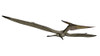 Pteranodon flying reptile, white background Poster Print - Item # VARPSTEDV600204P
