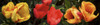 http://c328301.r1.cf1.rackcdn.com/PPI164501L.jpg