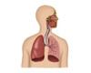 Anatomy of human respiratory system Poster Print - Item # VARPSTSTK700008H