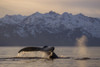 View of Humpback whale lifting its tail as it dives under the surface at sunset, Inside Passage, Southeast Alaska PosterPrint - Item # VARDPI12251578