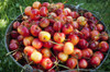 A bucket of ripe Ranier Cherries are freshly picked in the Okanagan; British Columbia, Canada Poster Print (8 x 10) - Item # MINDPI2382530