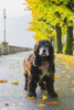 Portrait of a dog standing on a wet path in autumn; Locarno, Ticino, Switzerland PosterPrint - Item # VARDPI2383437