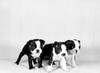 Studio portrait of Boston Terrier puppies Poster Print - Item # VARSAL255420613