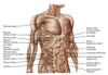 Anatomy of human abdominal muscles Poster Print (8 x 10) - Item # MINPSTSTK700548H