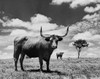 Two Texas Longhorn cattle standing in a field Poster Print - Item # VARSAL25530069