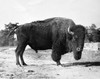 American Bison standing Poster Print - Item # VARSAL25531117