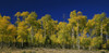 Aspen trees in autumn, La Veta Pass, Colorado, USA Poster Print - Item # VARPPI25563