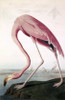 American Flamingo  John James Audubon  Lithograph Poster Print - Item # VARSAL900129457