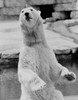 Polar Bear Poster Print - Item # VARSAL255420379