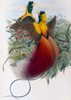 Red Bird of Paradise  John Gould  Poster Print - Item # VARSAL900140750