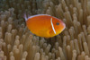 Pink anemonefish in its host anenome, Fiji Poster Print - Item # VARPSTTMO400549U