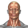 Anatomy of human face and neck muscles, front view Poster Print - Item # VARPSTSTK700151H