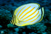 Hawaii, Ornate Butterflyfish (Chaetodon Ornatissimus) Close-Up Side View C1930 PosterPrint - Item # VARDPI1999547