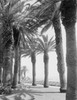 Palm trees along walkway Poster Print - Item # VARSAL255418927