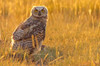 Immature Great Horned Owl Backlit In A Grass Field, Saskatchewan PosterPrint - Item # VARDPI2048961