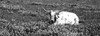 Texas Longhorn Cow Sitting On A Field, Hill County, Texas, USA Poster Print - Item # VARPPI172695