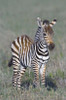 Young zebra standing in a field  Ngorongoro Conservation Area  Arusha Region  Tanzania (Equus burchelli chapmani) Poster Print by Panoramic Images (16 x 24) - Item # PPI95906