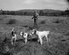 Mature man hunting with English Pointer and English Setter Poster Print - Item # VARSAL255424556