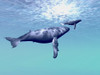 Two humpback whales swim together in beautiful ocean waters Poster Print - Item # VARPSTCFR300061U