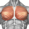 Anatomy of male pectoral muscles Poster Print - Item # VARPSTSTK700157H
