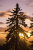 Sunset, Willamette Valley, Oregon, Usa PosterPrint - Item # VARDPI1867485