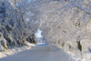 Trees Lining The Road In Winter; Quebec, Canada PosterPrint - Item # VARDPI1871485