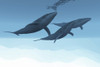 Three humpback whales swim together in the vast open ocean Poster Print - Item # VARPSTCFR300060U