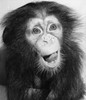 Close-up of a young chimpanzee sticking its tongue out Poster Print - Item # VARSAL9901542